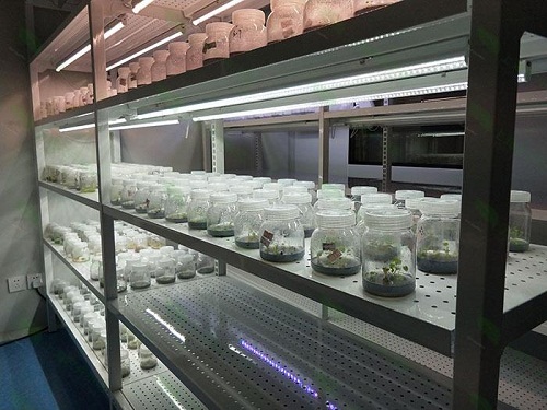 鄂州植物组织培养实验室设计建设方案